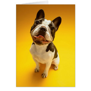 Franse Bulldog kijkt omhoog