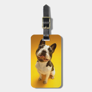 Franse Bulldog kijkt omhoog Bagagelabel