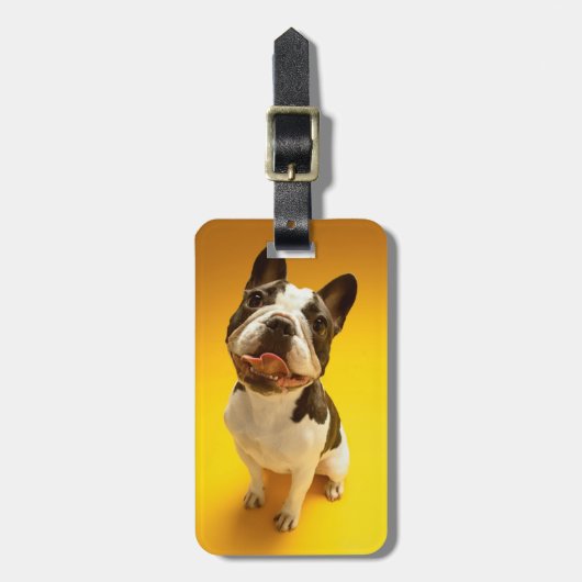 Franse Bulldog kijkt omhoog Bagagelabel (Voorkant verticaal)