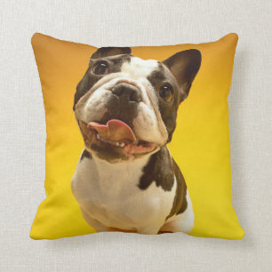Franse Bulldog kijkt omhoog Kussen