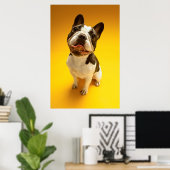Franse Bulldog kijkt omhoog Poster (Thuiskantoor)