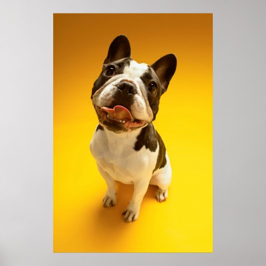 Franse Bulldog kijkt omhoog Poster (Voorkant)