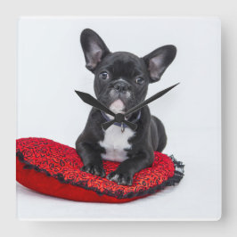 Franse bulldog klok