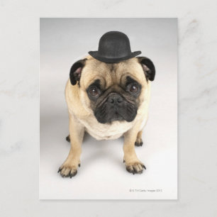 Franse bulldog met bowler, studioshot briefkaart