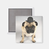Franse bulldog met bowler, studioshot magneet (Voorkant / Achterkant)