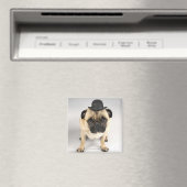 Franse bulldog met bowler, studioshot magneet (Insitu (Vaatwasser))