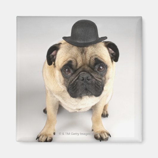 Franse bulldog met bowler, studioshot magneet (Voorkant)