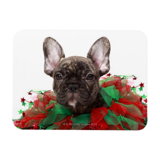 Franse bulldog met kerstmangel magneet (Horizontaal)