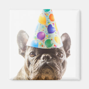 Franse Bulldog met Party Pet Magneet