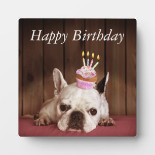 Franse Bulldog Met Verjaardag Cupcake Fotoplaat