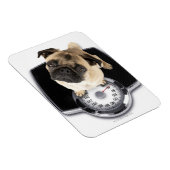 Franse bulldog op schubben met camera's magneet (Rechterzijde)