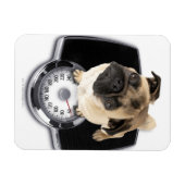 Franse bulldog op schubben met camera's magneet (Horizontaal)