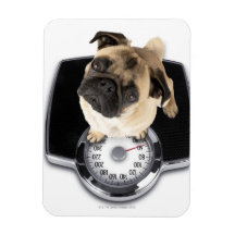 Franse bulldog op schubben met camera's