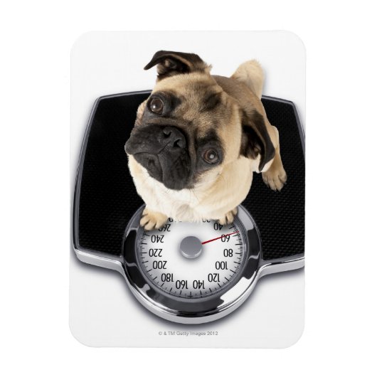 Franse bulldog op schubben met camera's magneet (Verticaal)