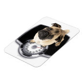 Franse bulldog op schubben met camera's magneet (Linkerzijde)