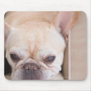 Franse bulldog op sofa muismat