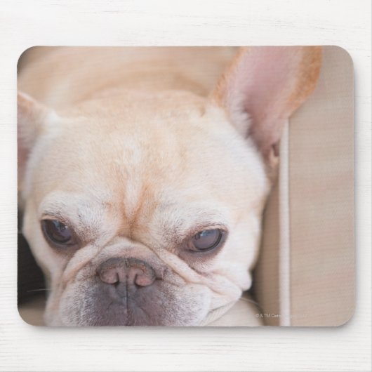 Franse bulldog op sofa muismat (Voorkant)