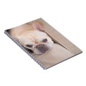 Franse bulldog op sofa notitieboek (Rechterzijde)