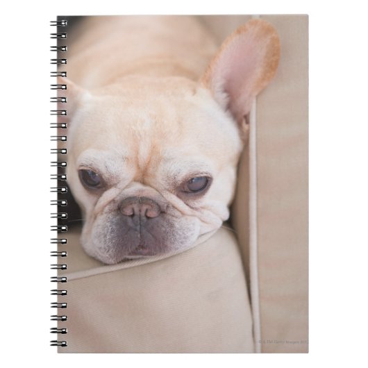 Franse bulldog op sofa notitieboek (Voorkant)