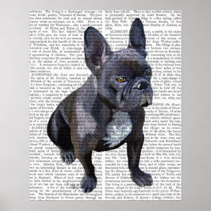 Franse Bulldog Plain Poster