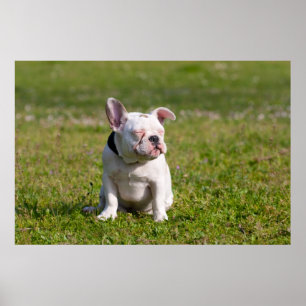 Franse Bulldog Poster