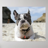 franse bulldog poster (Voorkant)