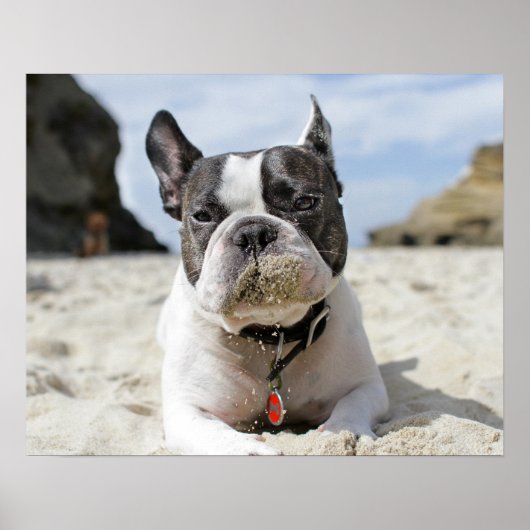 franse bulldog poster (Voorkant)
