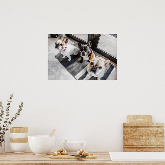 Franse bulldog poster (Keuken)