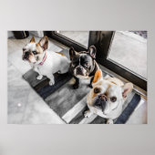 Franse bulldog poster (Voorkant)