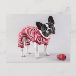 Franse Bulldog-prachtige postkaart