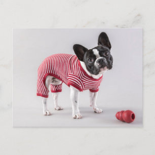 Franse Bulldog-prachtige postkaart