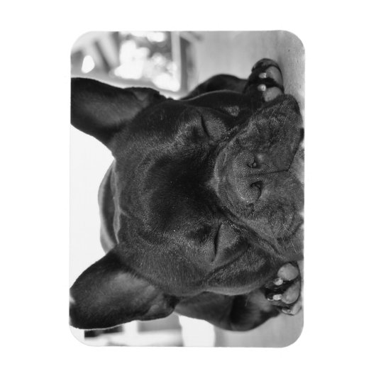 Franse Bulldog Premium magneet (Verticaal)