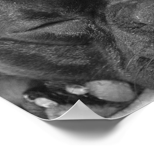 Franse Bulldog Print (Hoek)