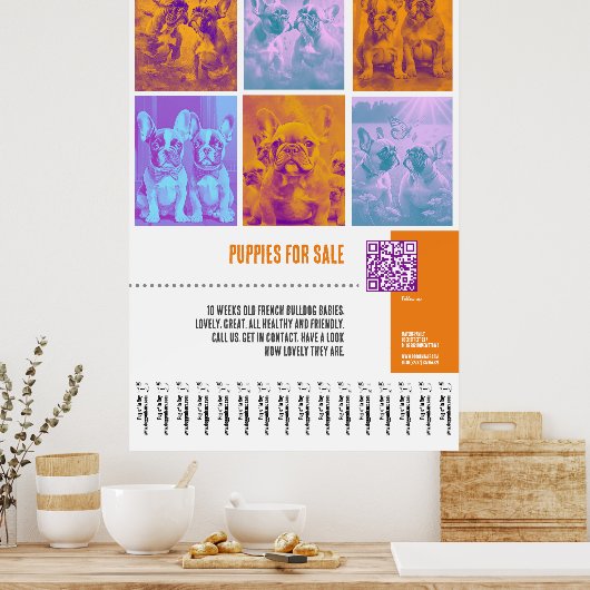 Franse Bulldog Puppies te koop groot poster (Keuken)