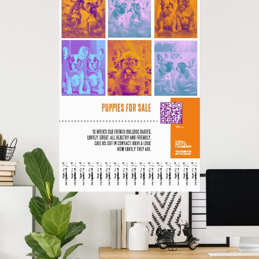 Franse Bulldog Puppies te koop groot poster (Thuiskantoor)