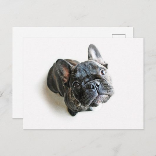 Franse bulldog Puppy Briefkaart (Voorkant / Achterkant)