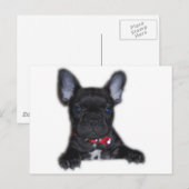 Franse bulldog Puppy Briefkaart (Voorkant / Achterkant)