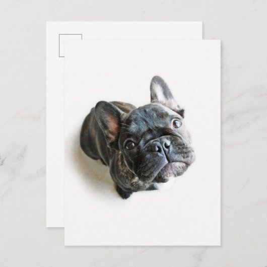 Franse bulldog Puppy Briefkaart (Voorkant / Achterkant)