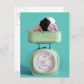 Franse bulldog Puppy Briefkaart (Voorkant / Achterkant)