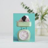 Franse bulldog Puppy Briefkaart (Staand voorkant)