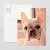 Franse bulldog Puppy Briefkaart (Voorkant / Achterkant)
