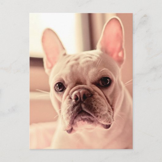 Franse bulldog Puppy Briefkaart (Voorkant)
