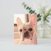Franse bulldog Puppy Briefkaart (Staand voorkant)