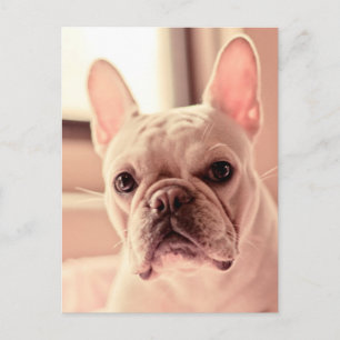 Franse bulldog Puppy Briefkaart