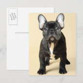 Franse bulldog Puppy Briefkaart (Voorkant / Achterkant)