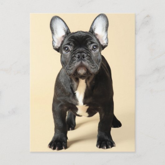 Franse bulldog Puppy Briefkaart (Voorkant)
