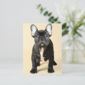Franse bulldog Puppy Briefkaart (Staand voorkant)