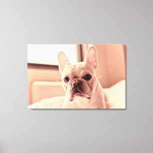 Franse bulldog Puppy Canvas Afdruk