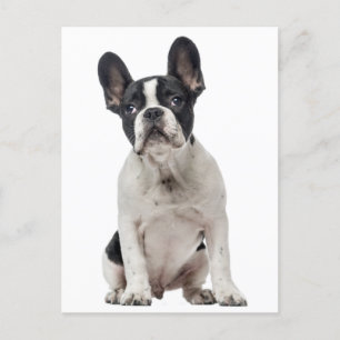 Franse Bulldog Puppy Dog - Liefde, Hallo, bedankt Briefkaart