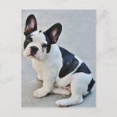 Franse Bulldog Puppy Dog Post Card Briefkaart (Voorkant)